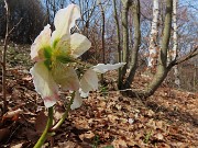 69 Helleborus niger (Ellebori)